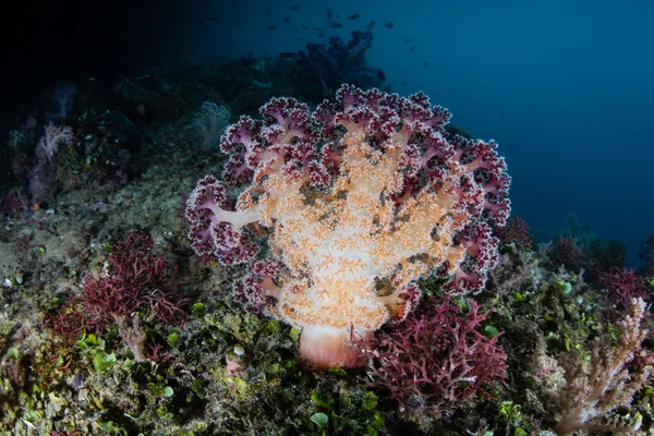 Levendige zachte koraal in Raja Ampat — Stockfoto