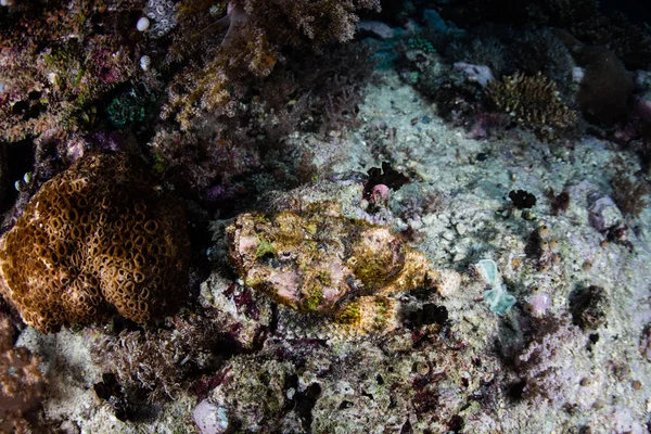 Bultrug Scorpionfish gecamoufleerd op stille oceaan rif — Stockfoto