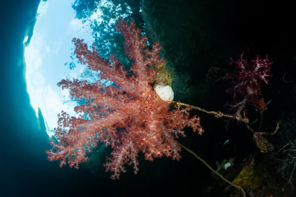 М'який корал колонії в Раджа Ampat — стокове фото