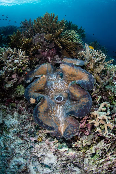 Amêijoa gigante no recife em Raja Ampat — Fotografia de Stock