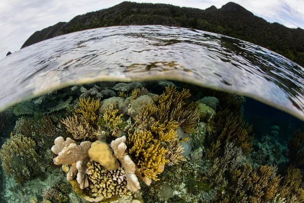 リモートのラグーンとサンゴ礁 Raja Ampat — ストック写真