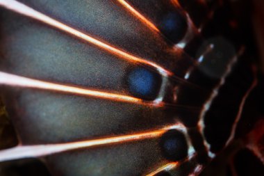 Lionfish göğüs Fin soyut