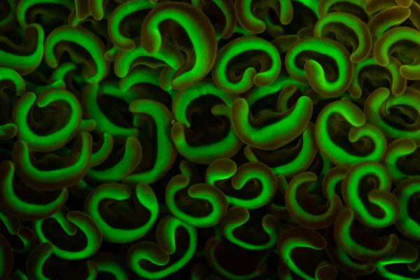 Fluorescent Anchor Coral in Raja Ampat