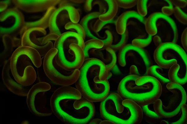 Fluoreszierende Ankerkorallen-Tentakel — Stockfoto