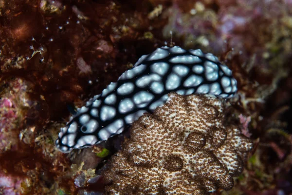 Ślimaki nagoskrzelne na rafy w Raja Ampat — Zdjęcie stockowe