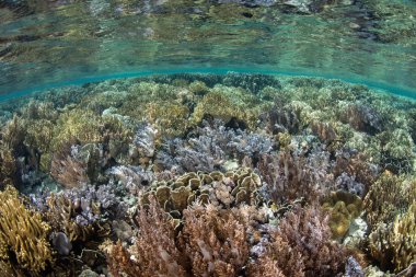 Sığ mercan Raja Ampat içinde gelişmek