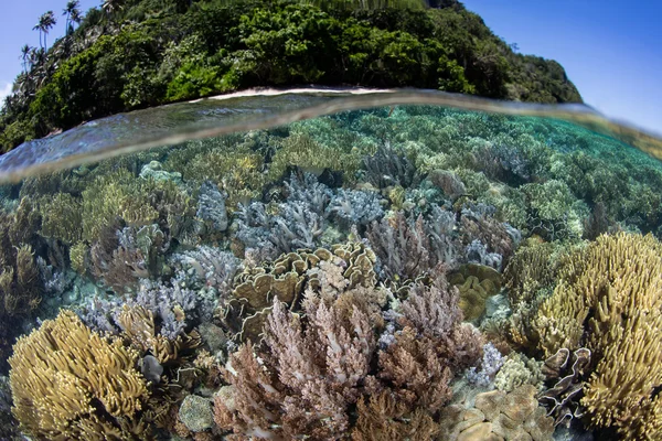 Hermoso y saludable arrecife de coral e isla en Raja Ampat — Foto de Stock