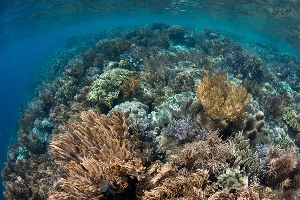 Gorgeous Coral Reef in Shallow Water — Stock Photo, Image