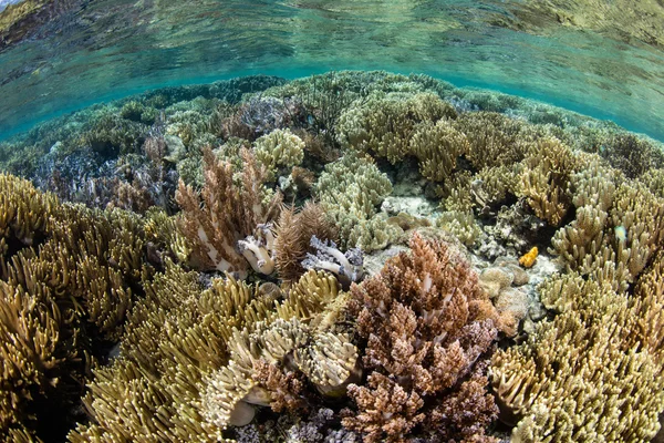 얕은 물에서 아름 다운 산호초 — 스톡 사진