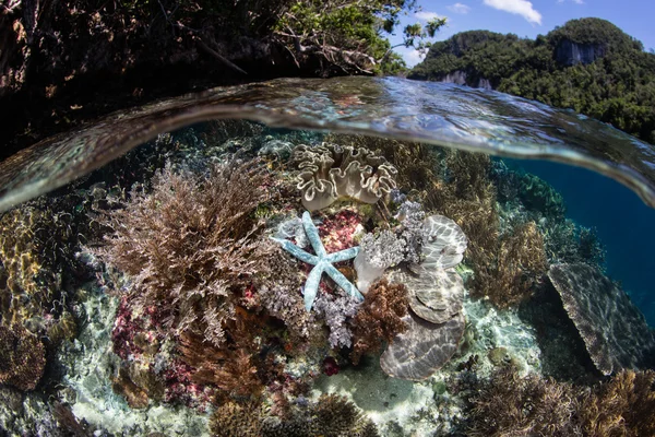 浅瀬のサンゴ礁と Raja Ampat 青ヒトデ — ストック写真
