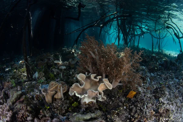Manglar de Corales y Agua Azul en Raja Ampat — Foto de Stock