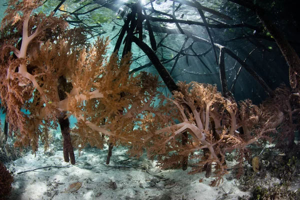 Corales blandos y raíces de manglar en Raja Ampat — Foto de Stock