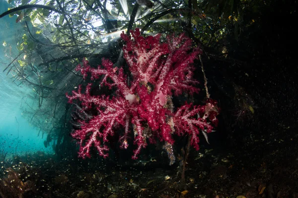 Brilliant Soft Coral and Raja Ampat Mangrove Forest — Stock Photo, Image