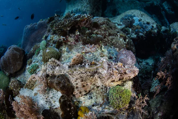 Crocodilefish espera emboscar a su presa en el arrecife de coral —  Fotos de Stock