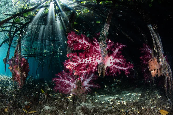 Rayos de Luz y Corales Blandos en Raja Ampat Mangrove — Foto de Stock