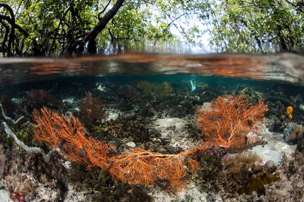 Γοργόνιες στην άκρη του νησιού στην Raja Ampat — Φωτογραφία Αρχείου