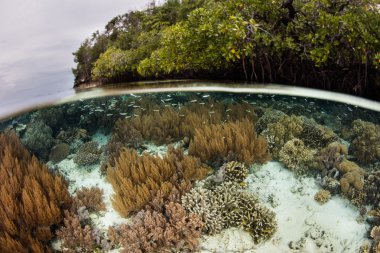 Mercan ve Raja Ampat Adası