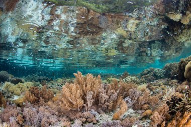 Beautiful Coral Reef in Raja Ampat clipart