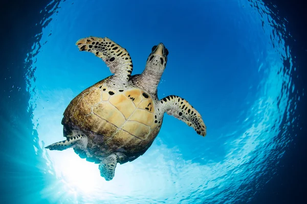 Habichtsschnabel Meeresschildkröte und Sonnenlicht — Stockfoto