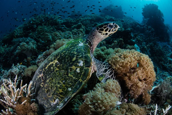 Tortuga Carey en Arrecife de Coral — Foto de Stock