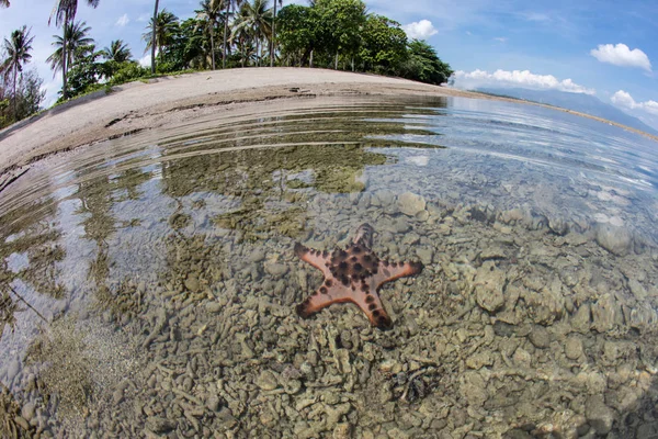 Zerbrechliche Korallen knapp unter der Oberfläche in Raja Ampat — Stockfoto