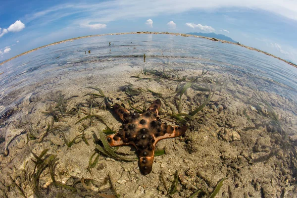 Chocolate Chip Starfish in Shallow Water — Stock Photo, Image
