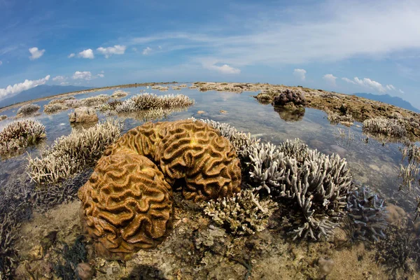 Corais cerebrais expostos por maré baixa — Fotografia de Stock