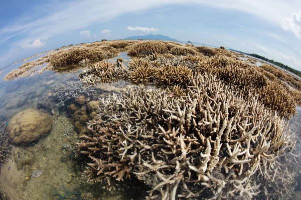 Raja Ampat の表面の下でちょうど壊れやすいサンゴ — ストック写真