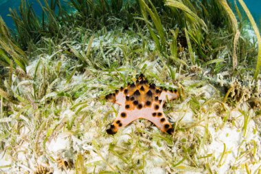 Çikolatalı denizyıldızı Seagrass çayırda