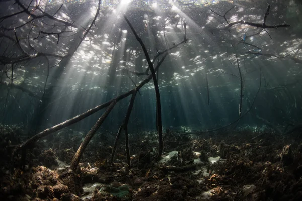 Bosque de manglares oscuros y luz solar — Foto de Stock