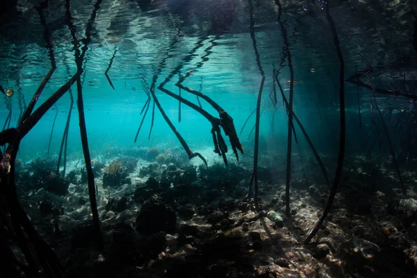 Тендітні корали прямо під поверхнею у Раджа Ampat — стокове фото