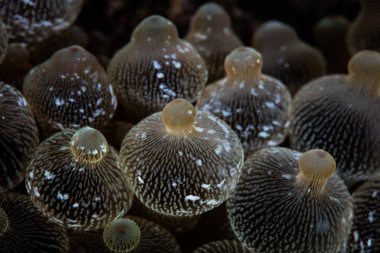 Raja Ampat yüzey altında kırılgan mercan