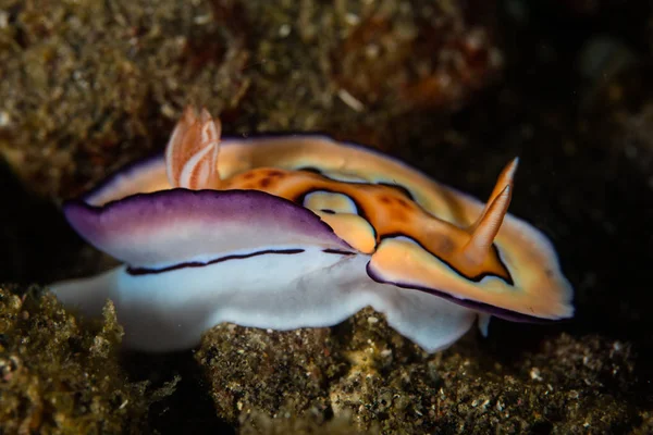 Nudibranch vibrante na Indonésia — Fotografia de Stock