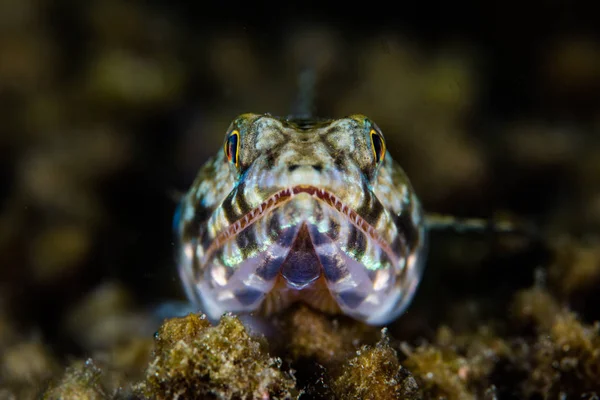 Eidechsenfisch in Indonesien — Stockfoto