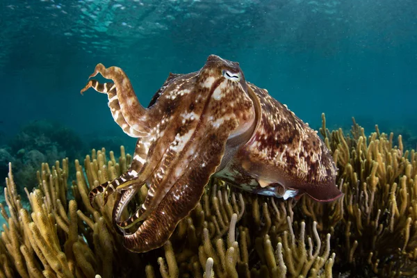 Broadclub Cuttlefish and Reef in Tropical Pacific — Stock Photo, Image