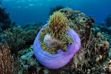 Mor Anemone Endonezya