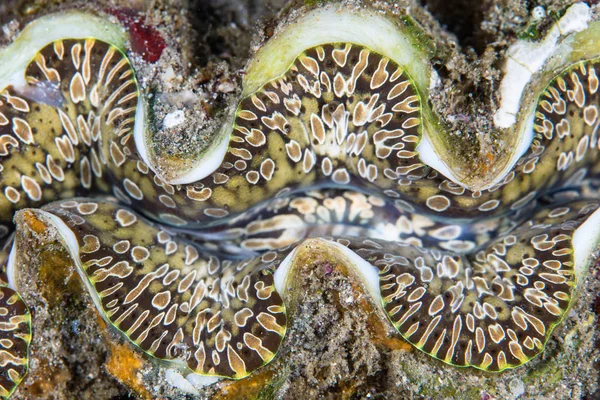 Amêijoa gigante colorida subaquática — Fotografia de Stock