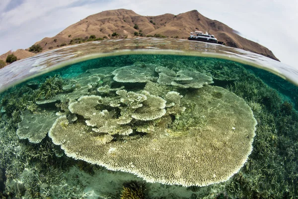 Recife de Coral raso em Komodo — Fotografia de Stock