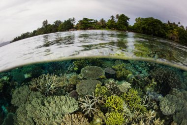 Güzel resif ve tropikal Adası