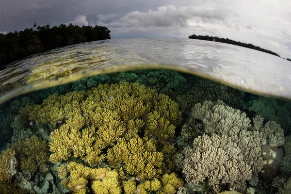 솔로몬 군도의 안쪽에 아름 다운 산호 — 스톡 사진