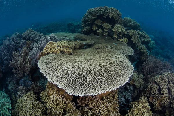 솔로몬 제도에서 표면 바로 아래 아름 다운 산호 — 스톡 사진