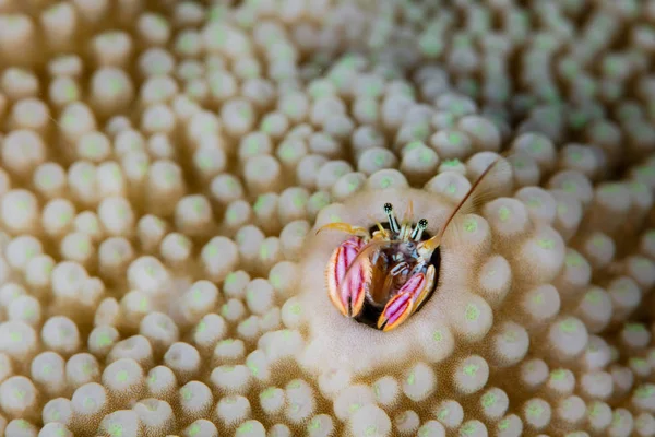 Tiny Hermit Crab in Solomon Islands — Stock Photo, Image