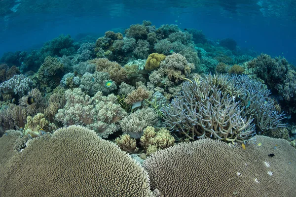 Corais frágeis em Raja Ampat — Fotografia de Stock