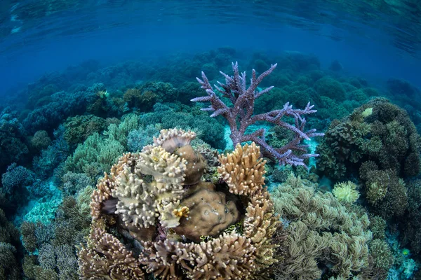 Corais frágeis nas Ilhas Salomão — Fotografia de Stock