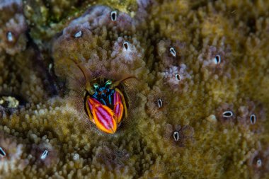 Colorful Hermit Crab in Solomon Islands clipart