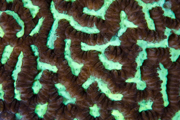 Флуоресцентная коралловая колония — стоковое фото
