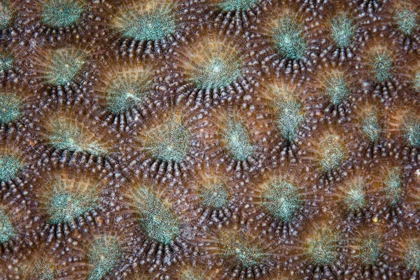 Detail of Reef-Building Coral — Stock Photo, Image