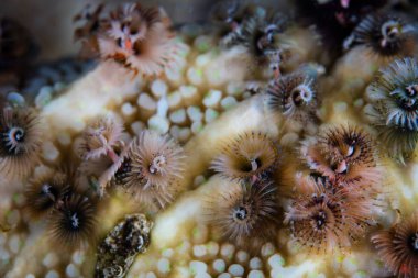 Resifteki Noel ağacı solucanları