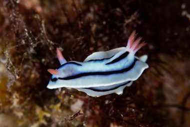 Solomon Adaları'nda omurgasızını