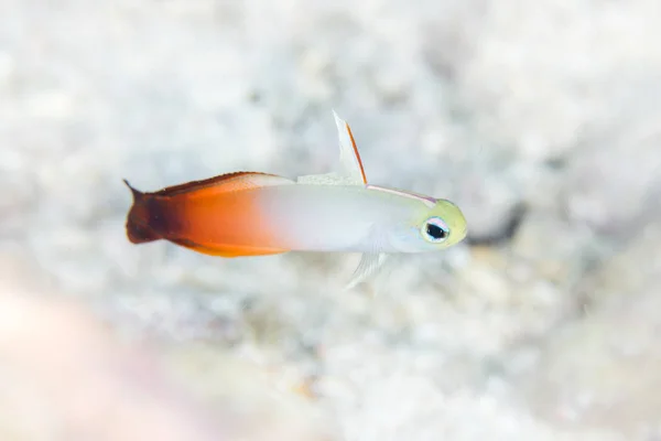 Poisson-fléchettes dans le Pacifique tropical — Photo